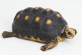 Red-footed tortoise Chelonoidis carbonaria  on white background Royalty Free Stock Photo