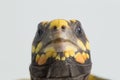 Red-footed tortoise Chelonoidis carbonaria  on white background Royalty Free Stock Photo