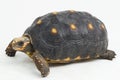 Red-footed tortoise Chelonoidis carbonaria  on white background Royalty Free Stock Photo