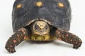 Red-footed tortoise Chelonoidis carbonaria  on white background Royalty Free Stock Photo