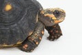 Red-footed tortoise Chelonoidis carbonaria  on white background Royalty Free Stock Photo