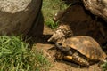 Red-Footed Tortoise