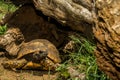 Red-Footed Tortoise