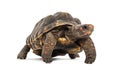 red-footed tortoise facing at the camera, Chelonoidis carbonarius, isolated on white Royalty Free Stock Photo