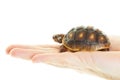 Red Footed Tortoise in Hand Royalty Free Stock Photo