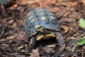 Red-footed tortoise Royalty Free Stock Photo