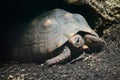 Red footed tortoise Royalty Free Stock Photo
