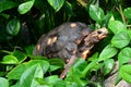 Red footed tortoise