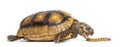 Red-footed tortoises, Chelonoidis carbonaria, eati Royalty Free Stock Photo