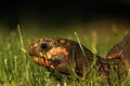 A  Red-footed tortoises Chelonoidis carbonaria in the green grass Royalty Free Stock Photo