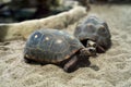 Red-footed tortoises