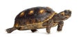 Red-footed tortoises, Chelonoidis carbonaria Royalty Free Stock Photo