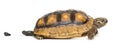 Red-footed tortoises Chelonoidis carbonaria