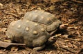 Red footed tortoises or Chelonoidis carbonarius