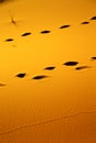 red footstep brown sand dune in the sahara