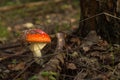 Red forest agaric growing in grass, dry leaves Royalty Free Stock Photo