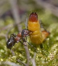 Red forest ant eating yellow caterpillar Royalty Free Stock Photo