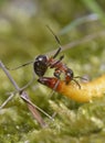Red forest ant eating yellow caterpillar Royalty Free Stock Photo