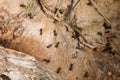 Red Forest Ants Formica Rufa On A Fallen Old Tree Trunk. Ants Royalty Free Stock Photo