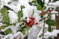Red forest berries and green leafs covered in snow in the forest Royalty Free Stock Photo