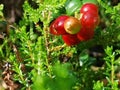 Red forest berries summer vitamins food macro