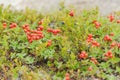 Red forest berries in the tundra in autumn colors on the moss ba