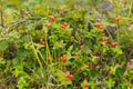 Red forest berries in the tundra in autumn colors on the moss ba