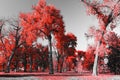 Red Forest in Black and White Landscape Royalty Free Stock Photo