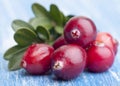 Red forest cranberries Royalty Free Stock Photo