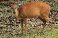 Red forest duiker Royalty Free Stock Photo