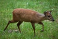 Red forest duiker (Cephalophus natalensis).