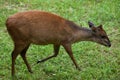 Red forest duiker (Cephalophus natalensis).