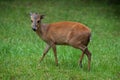 Red forest duiker (Cephalophus natalensis). Royalty Free Stock Photo