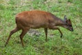 Red forest duiker