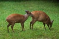 Red forest duiker (Cephalophus natalensis).