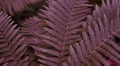 Red forest fern leaves with low light. Closeup of fren plant pattern, natural background.