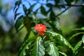 Red forest flower valley