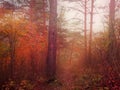 Red forest in fog, autumn season and dead nature Royalty Free Stock Photo