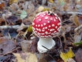 Red forest mushroom, poisonous mushroom, fly agaric, round mushroom, autumn leaves