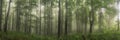 Red forest panorama with soft rays of light Royalty Free Stock Photo