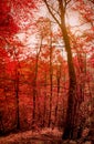 Red Forest Royalty Free Stock Photo