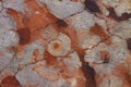 Red fossiliferous limestone