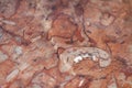 Red fossiliferous limestone