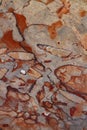 Red fossiliferous limestone