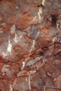 Red fossiliferous limestone