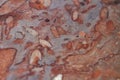 Red fossiliferous limestone