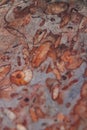 Red fossiliferous limestone