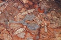 Red fossiliferous limestone