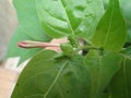 Red Four o\'clock flower or Mirabilis jalapa or the marvel of Peru buds in the garden, is the most commonly grown ornamental