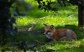 Red Fox Royalty Free Stock Photo
